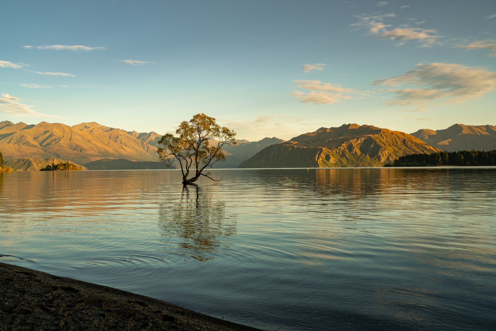 Lake Wanaka New Zealand tree
